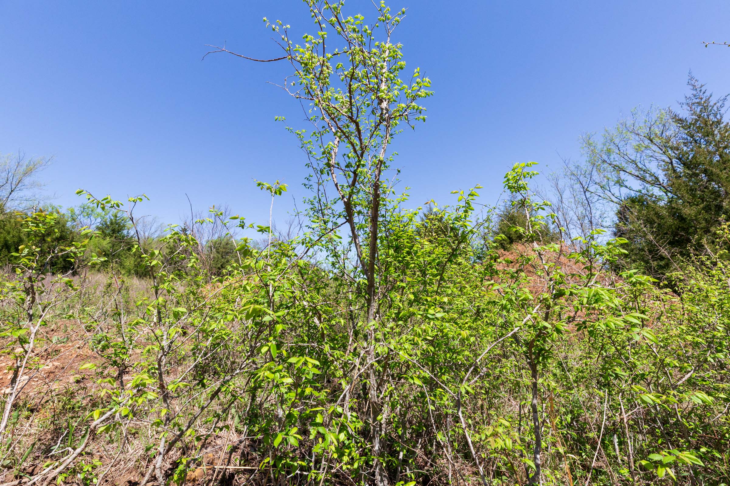 Tract 16 at Prairie Grove in Okfuskee County, Oklahoma
