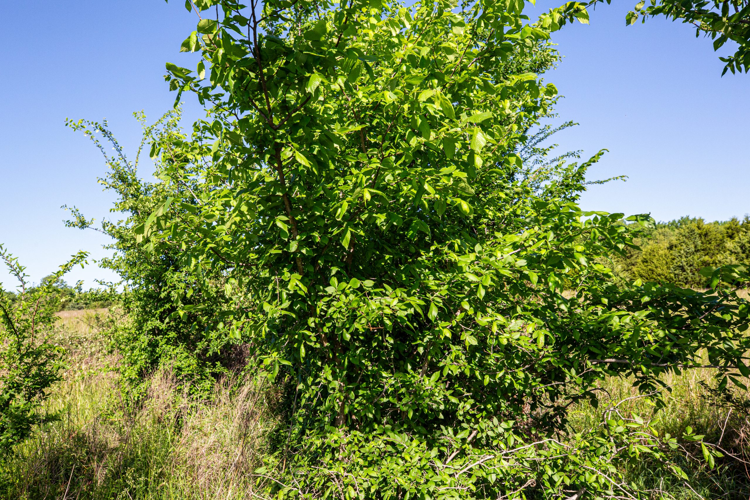 Tract 25 at Prairie Grove in Okfuskee County, Oklahoma