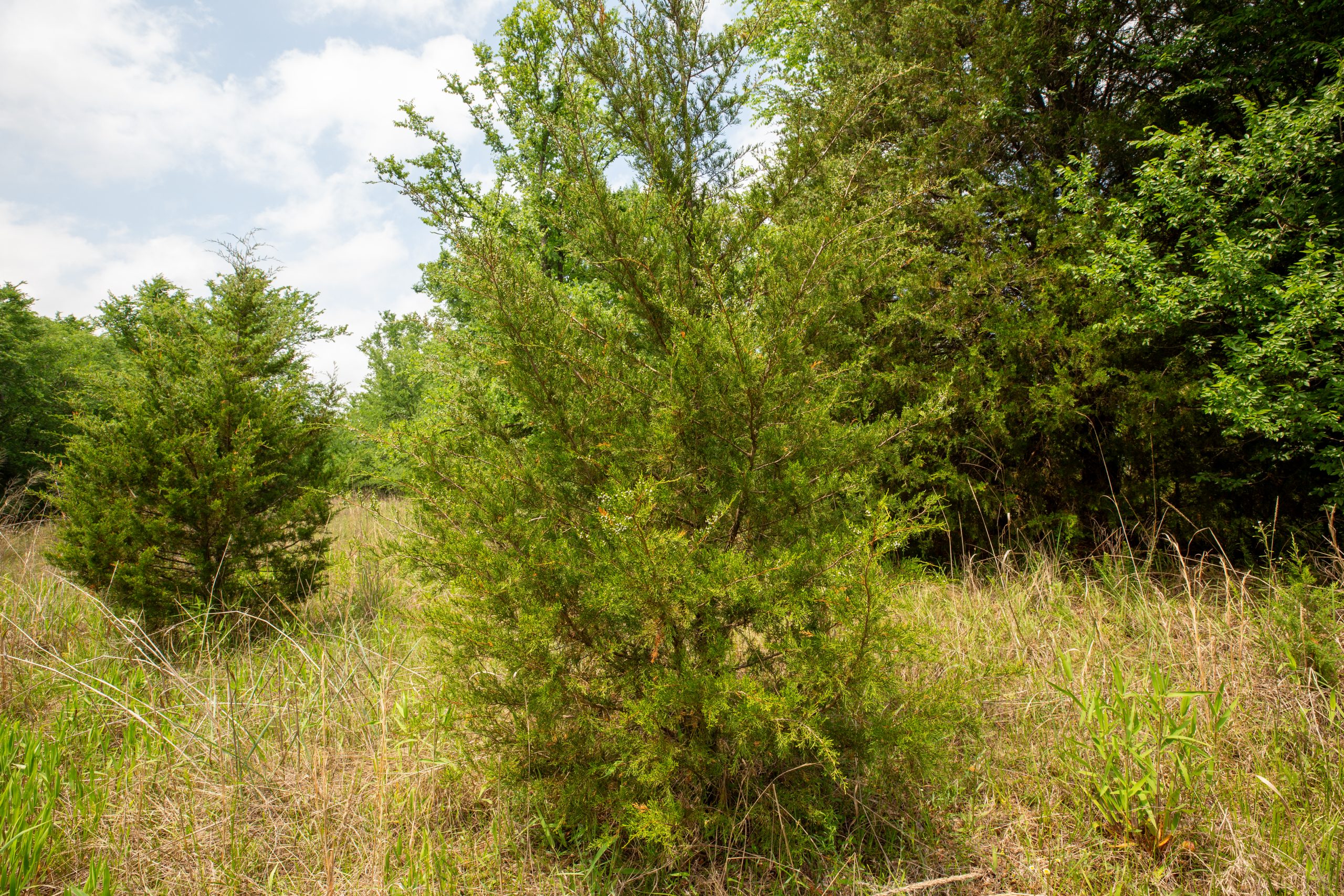 Tract 4 at Prairie Grove in Okfuskee County, Oklahoma